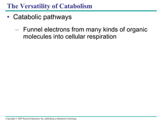 The Versatility of Catabolism Catabolic pathways Funnel electrons from many kinds of organic molecules into cellular respiration 