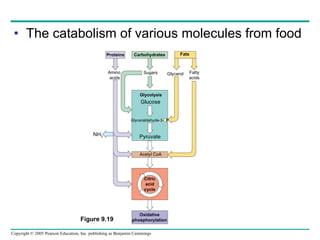 The catabolism of various molecules from food Amino  acids Sugars Glycerol Fatty acids Glycolysis Glucose Glyceraldehyde-3-  P Pyruvate Acetyl CoA NH 3 Citric acid cycle Oxidative phosphorylation Fats Proteins Carbohydrates Figure 9.19 