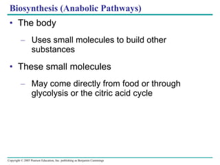 Biosynthesis (Anabolic Pathways) The body Uses small molecules to build other substances These small molecules May come directly from food or through glycolysis or the citric acid cycle 
