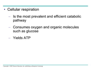 Cellular respiration Is the most prevalent and efficient catabolic pathway Consumes oxygen and organic molecules such as glucose Yields ATP 