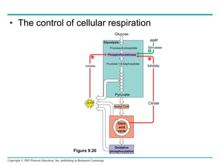 The control of cellular respiration Glucose Glycolysis Fructose-6-phosphate Phosphofructokinase Fructose-1,6-bisphosphate Inhibits Inhibits Pyruvate ATP Acetyl CoA Citric acid cycle Citrate Oxidative phosphorylation Stimulates AMP + – – Figure 9.20 