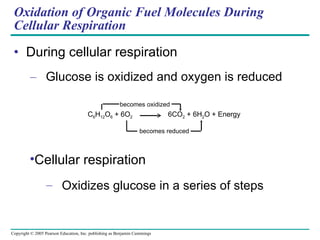 Oxidation of Organic Fuel Molecules During Cellular Respiration During cellular respiration Glucose is oxidized and oxygen is reduced Cellular respiration Oxidizes glucose in a series of steps C 6 H 12 O 6  + 6O 2   6CO 2  + 6H 2 O + Energy becomes oxidized becomes reduced 