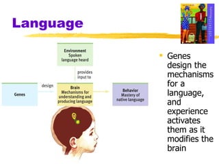 Language Genes design the mechanisms for a language, and experience activates them as it modifies the brain 