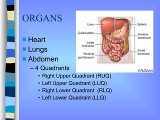 Urq Thorax and Abdomen Information | PPT