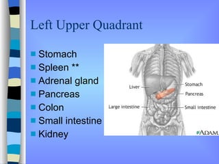 Left Submentrum Thorax and Abdomen Information | PPT