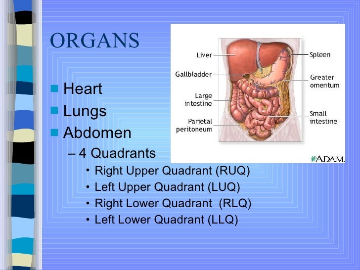 Thorax and Abdomen Information