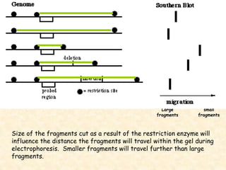 chapter 9 - dna powerpoint for forensics | PPT