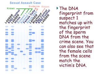 chapter 9 - dna powerpoint for forensics | PPT