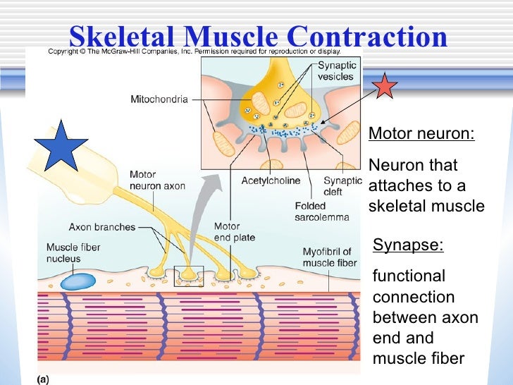 skeletal muscle contraction barca fontanacountryinn com skeletal muscle contraction