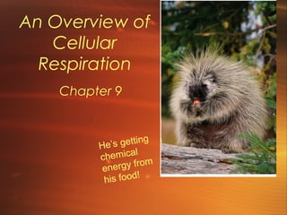 An Overview of
Cellular
Respiration
Chapter 9

g
’s gettin
He
l
chemica m
f ro
energy
is food!
h

 