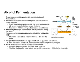 Cellular Respiration, ATP, Mitochondria, Krebs | PDF