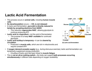 Lactic Acid Function Cellular Respiration, ATP, Mitochondria, Krebs | PDF
