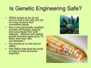 Is Genetic Engineering Safe? GMOs tested so far do not survive well in the wild and are no more invasive than unmodified plants. Worry that genetically modified animals will escape captivity and outcompete their wild relatives.  (Salmon with added growth hormone gene grow 7X faster than their wild counterparts.) We should err on the side of safety. Will GMOs help feed the world or lead to more economic disparity? 