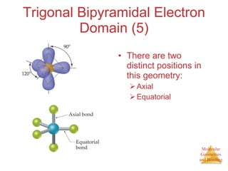 Trigonal Bipyramidal Electron Domain (5) There are two distinct positions in this geometry: Axial Equatorial 