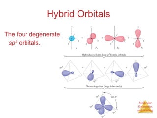 Hybrid Orbitals The four degenerate sp 3  orbitals. 