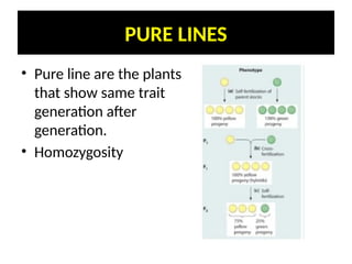 Pure Line Vs Inbred Line Ch 9 xii strategies for enhancement in food production | PDF