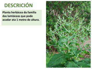 DESCRICIÓN 
Planta herbácea da familia 
das lamiáceas que pode 
acadar ata 1 metro de altura. 
 
