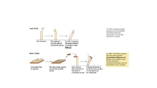 Comprehensive Overview of Plant Hormones and Auxin Mechanisms in Plant ...