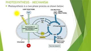 Introduction Photosynthesis Comprehensive Overview of Photosynthesis: Mechanisms and Pigments in ...