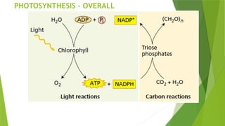 Topper Photosynthesis Overview Comprehensive Overview of Photosynthesis: Mechanisms and Pigments in ...