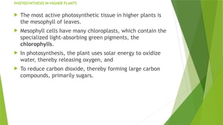 Topper Photosynthesis Overview Comprehensive Overview of Photosynthesis: Mechanisms and Pigments in ...