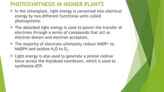Topper Photosynthesis Overview Comprehensive Overview of Photosynthesis: Mechanisms and Pigments in ...