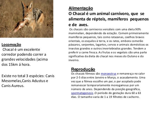 O Chacal é um animal carnívoro, que se
alimenta de répteis, mamíferos pequenos
e de aves.
Os chacais são carnívoros versát...