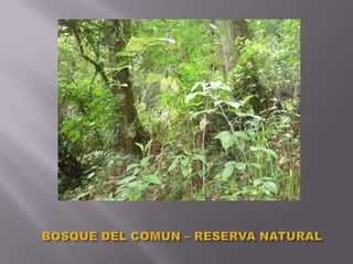 BOSQUE DEL COMUN – RESERVA NATURAL