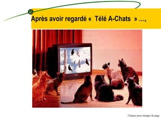 Après avoir regardé « Télé A-Chats » …, Cliquez pour changer de page 