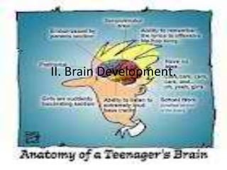 II. Brain Development.
 