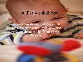 A. Early childhood

 Brain continues develop after birth. It
doubles in weight after 6mos. at which
  time it weighs about half that of the
              adult brain.
 