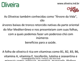 www.oliveira.ind.br



  As Oliveiras também conhecidas como “Árvore da Vida”,
                              são
árvores baixas de tronco retorcido nativas da parte oriental
 do Mar Mediterrâneo e nos presenteiam com suas folhas,
     com a quais podemos fazer um poderoso chá com
                          inúmeros
                  benefícios para a saúde.

A folha de oliveira é rica em vitaminas como B1, B2, B3, B6,
 vitamina A, vitamina E, tocoferóis, luteína e zeaxantina e
               contato@oliveira.ind.br / Telefone: (49) 3433.0100
 