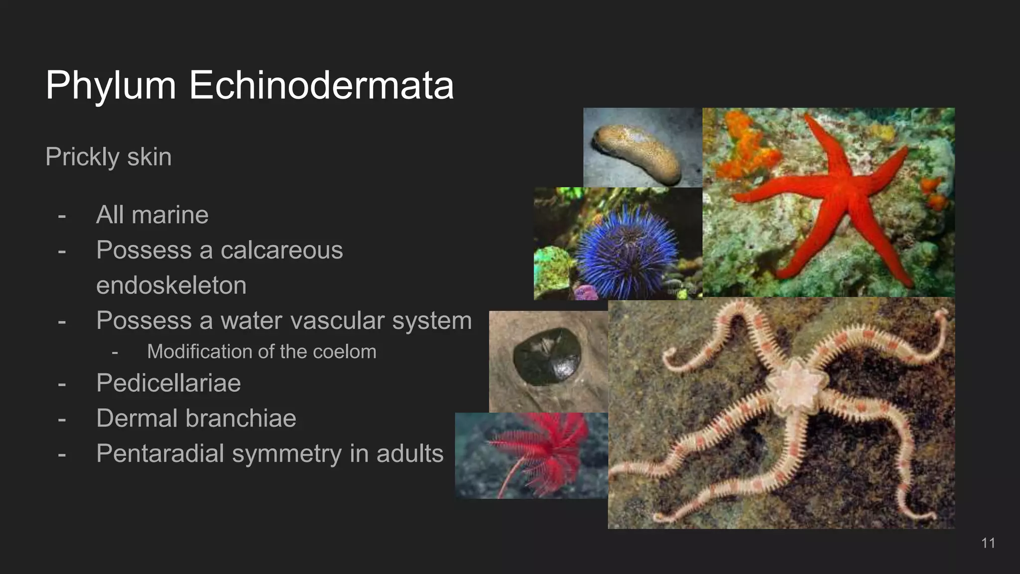 Phylum Echinodermata
Prickly skin
- All marine
- Possess a calcareous
endoskeleton
- Possess a water vascular system
- Modification of the coelom
- Pedicellariae
- Dermal branchiae
- Pentaradial symmetry in adults
11
 