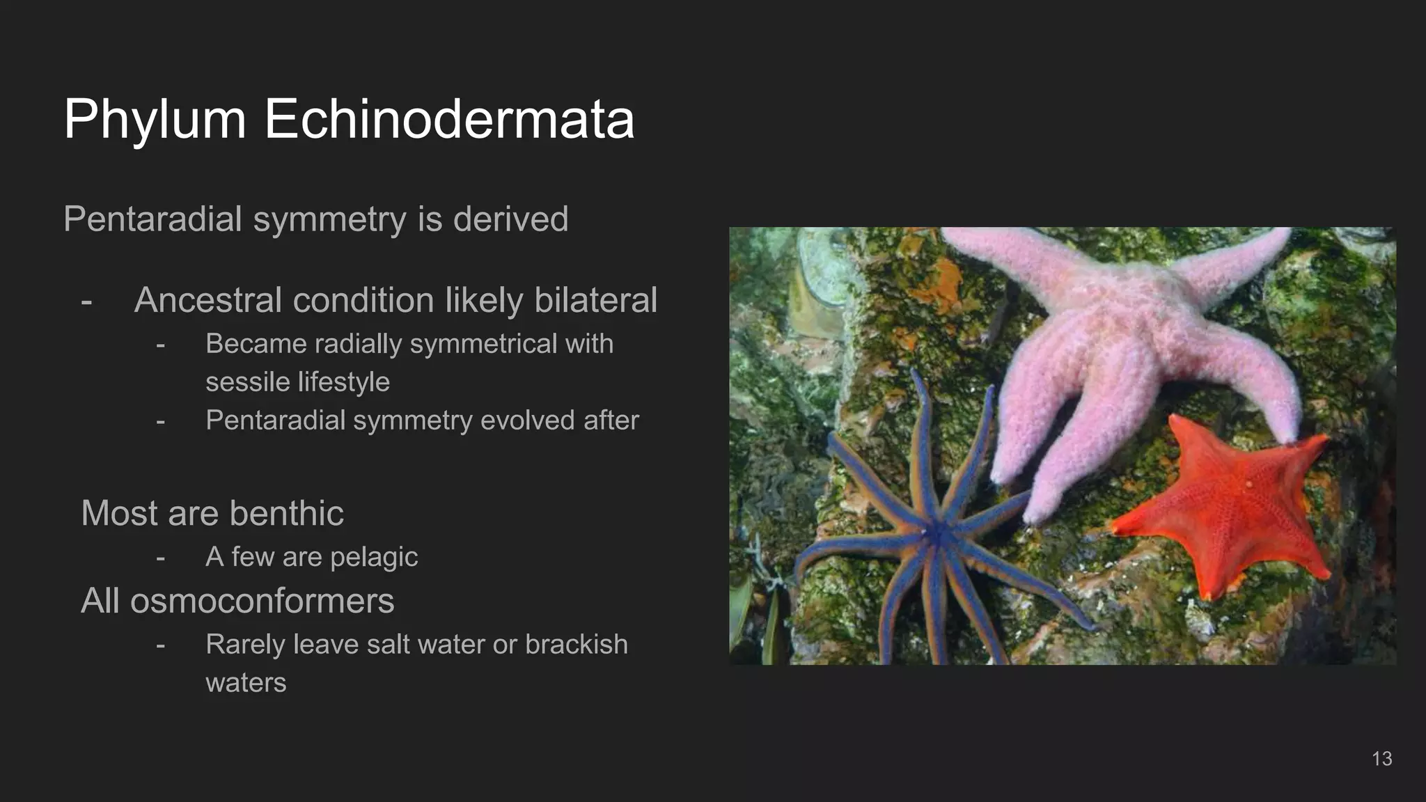Phylum Echinodermata
Pentaradial symmetry is derived
- Ancestral condition likely bilateral
- Became radially symmetrical with
sessile lifestyle
- Pentaradial symmetry evolved after
Most are benthic
- A few are pelagic
All osmoconformers
- Rarely leave salt water or brackish
waters
13
 