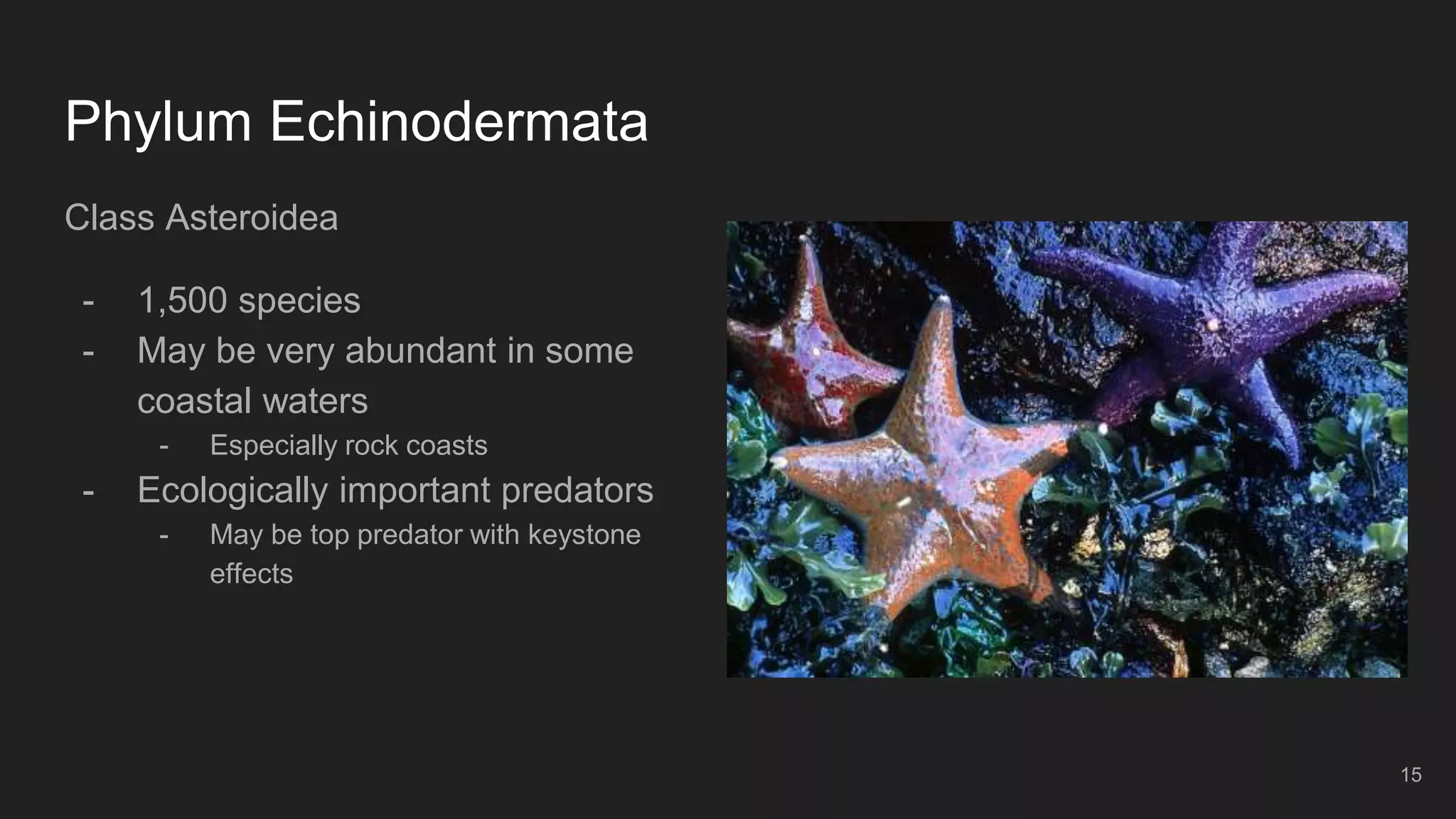 Phylum Echinodermata
Class Asteroidea
- 1,500 species
- May be very abundant in some
coastal waters
- Especially rock coasts
- Ecologically important predators
- May be top predator with keystone
effects
15
 