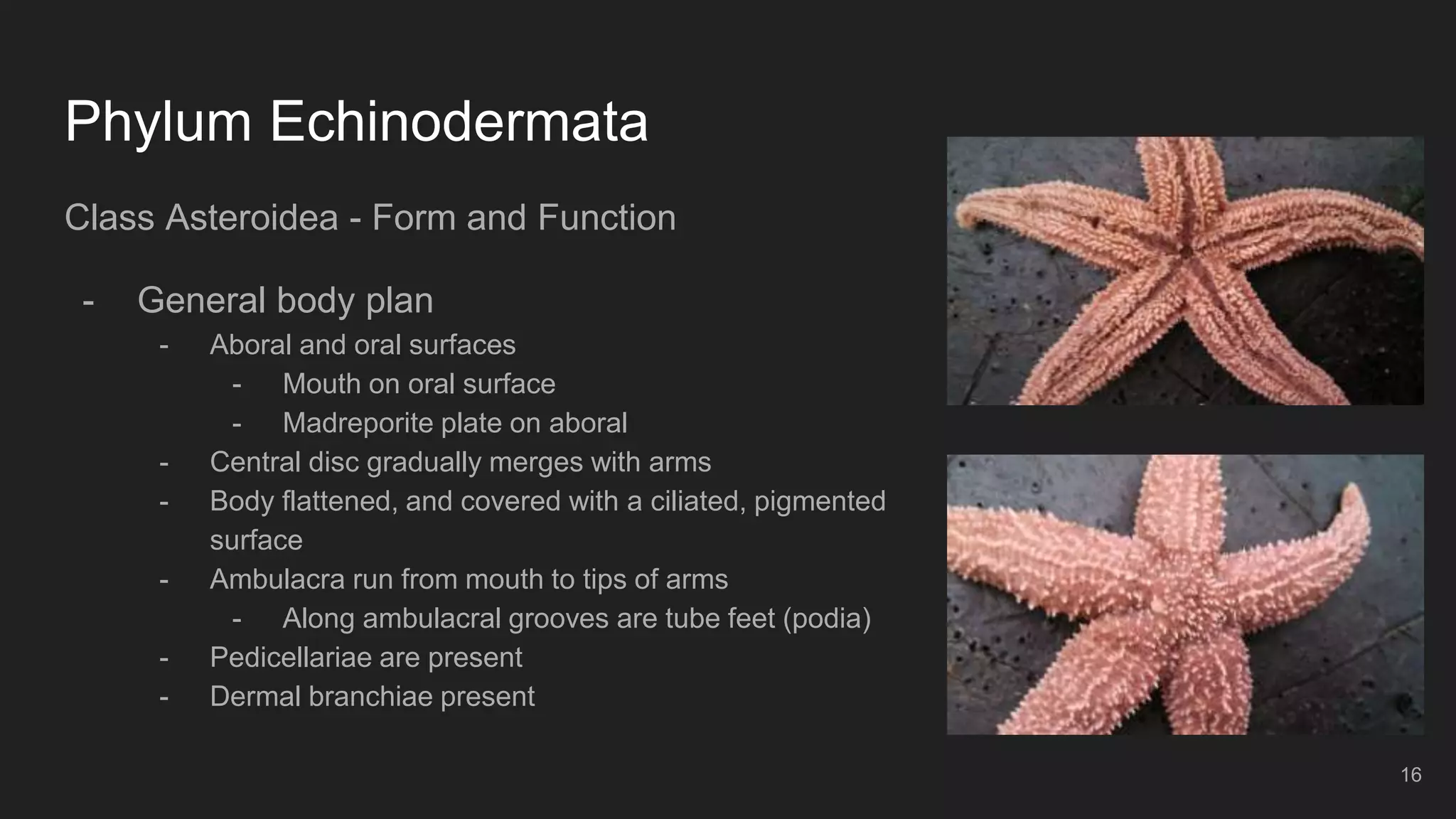 Phylum Echinodermata
Class Asteroidea - Form and Function
- General body plan
- Aboral and oral surfaces
- Mouth on oral surface
- Madreporite plate on aboral
- Central disc gradually merges with arms
- Body flattened, and covered with a ciliated, pigmented
surface
- Ambulacra run from mouth to tips of arms
- Along ambulacral grooves are tube feet (podia)
- Pedicellariae are present
- Dermal branchiae present
16
 