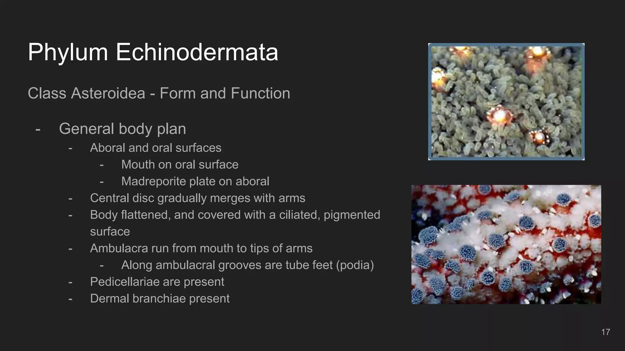 Phylum Echinodermata
Class Asteroidea - Form and Function
- General body plan
- Aboral and oral surfaces
- Mouth on oral surface
- Madreporite plate on aboral
- Central disc gradually merges with arms
- Body flattened, and covered with a ciliated, pigmented
surface
- Ambulacra run from mouth to tips of arms
- Along ambulacral grooves are tube feet (podia)
- Pedicellariae are present
- Dermal branchiae present
17
 
