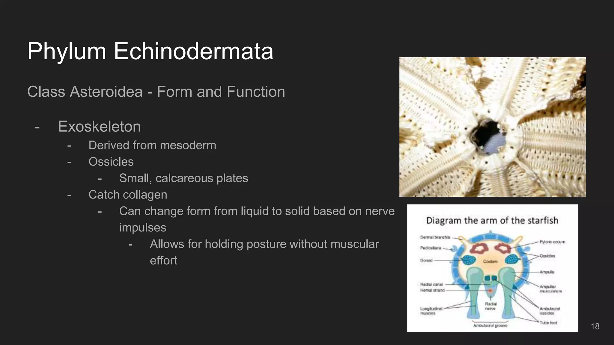 Phylum Echinodermata
Class Asteroidea - Form and Function
- Exoskeleton
- Derived from mesoderm
- Ossicles
- Small, calcareous plates
- Catch collagen
- Can change form from liquid to solid based on nerve
impulses
- Allows for holding posture without muscular
effort
18
 