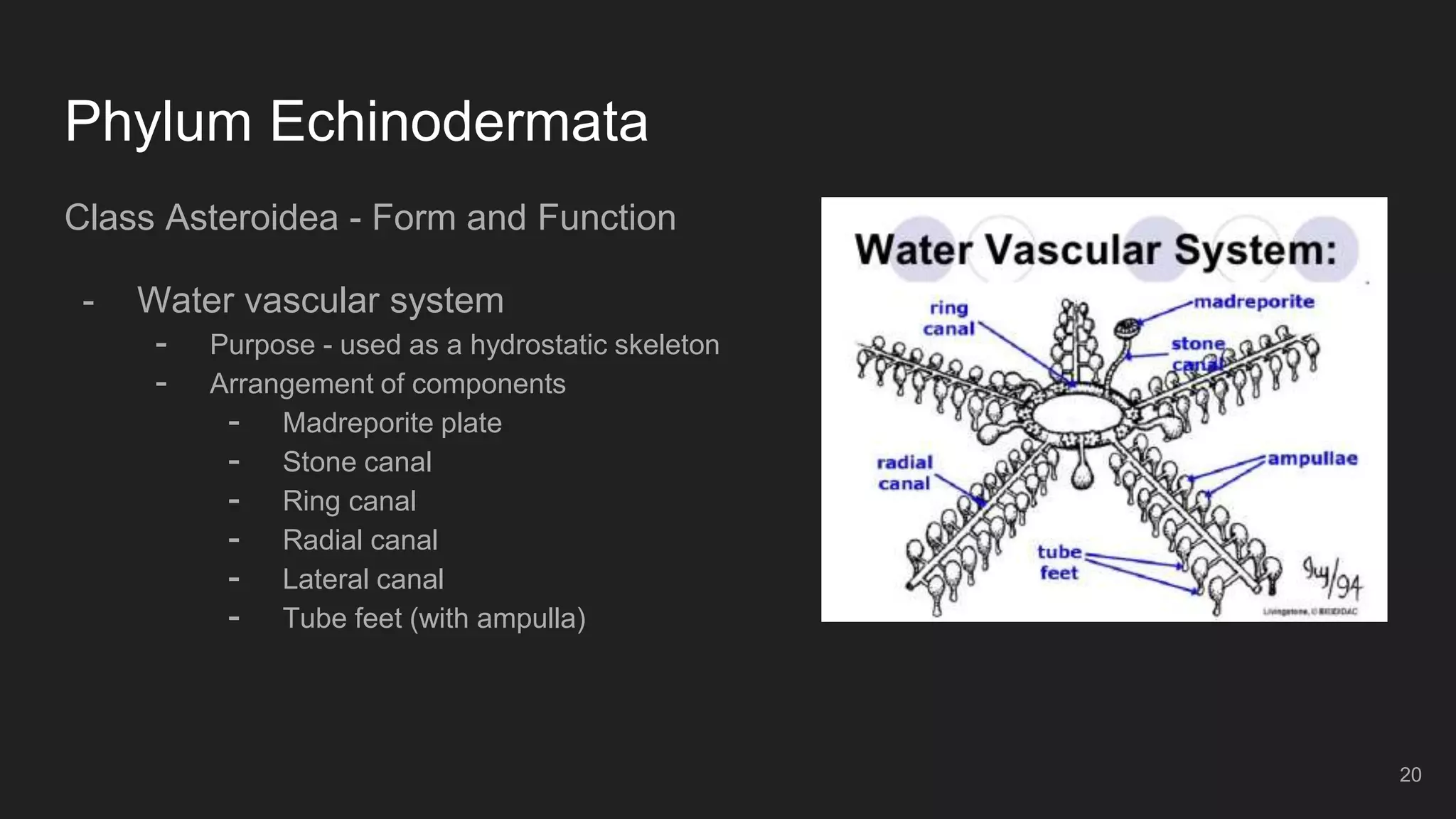 Phylum Echinodermata
Class Asteroidea - Form and Function
- Water vascular system
- Purpose - used as a hydrostatic skeleton
- Arrangement of components
- Madreporite plate
- Stone canal
- Ring canal
- Radial canal
- Lateral canal
- Tube feet (with ampulla)
20
 