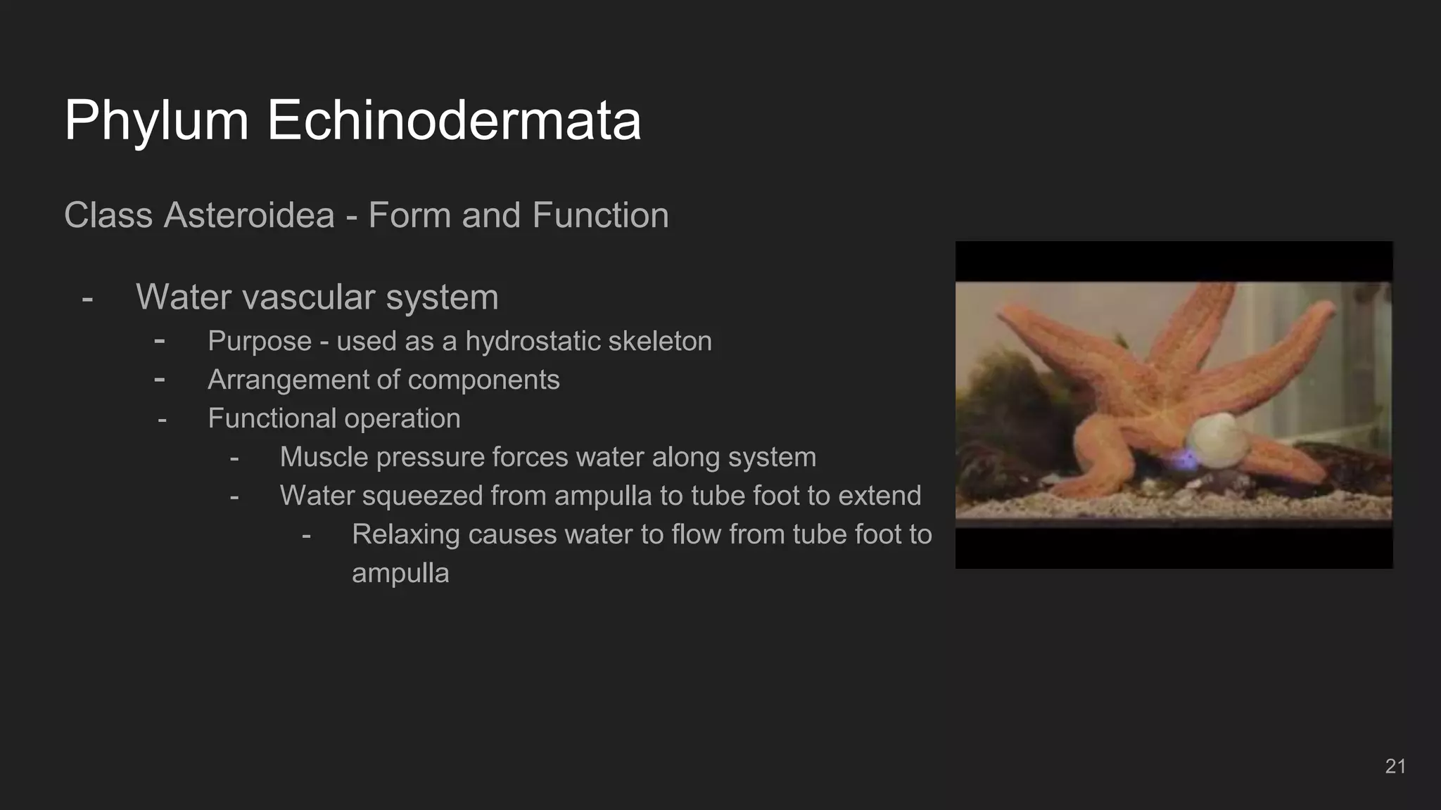 Phylum Echinodermata
Class Asteroidea - Form and Function
- Water vascular system
- Purpose - used as a hydrostatic skeleton
- Arrangement of components
- Functional operation
- Muscle pressure forces water along system
- Water squeezed from ampulla to tube foot to extend
- Relaxing causes water to flow from tube foot to
ampulla
21
 