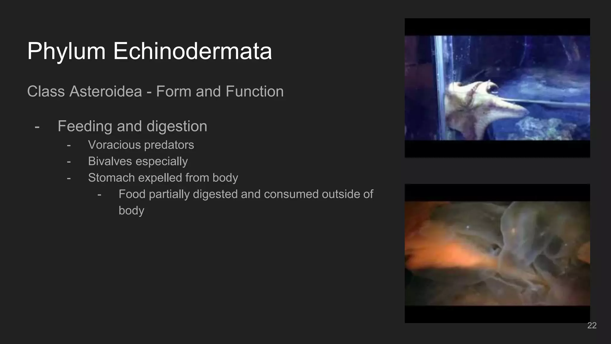 Phylum Echinodermata
Class Asteroidea - Form and Function
- Feeding and digestion
- Voracious predators
- Bivalves especially
- Stomach expelled from body
- Food partially digested and consumed outside of
body
22
 