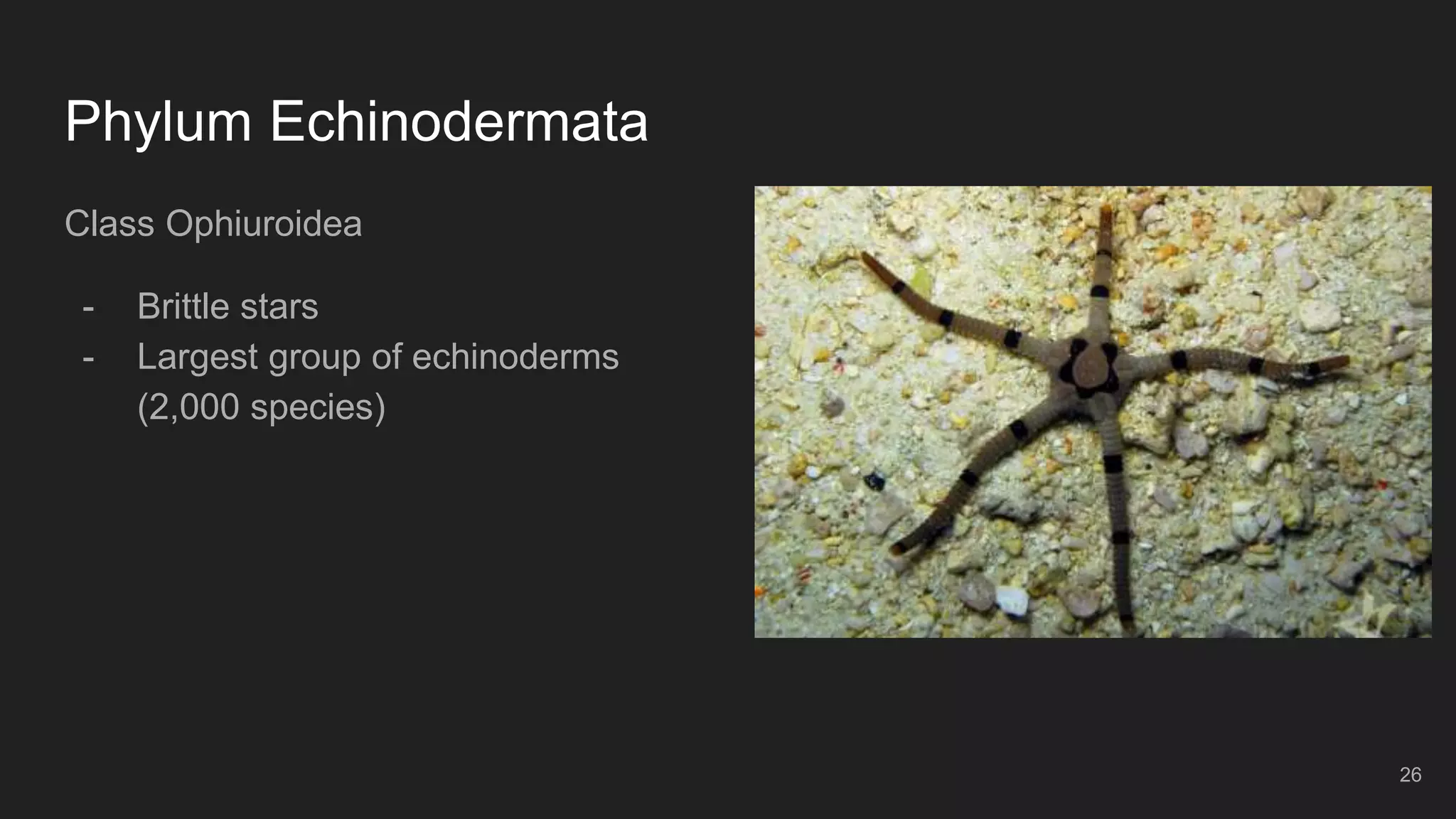Phylum Echinodermata
Class Ophiuroidea
- Brittle stars
- Largest group of echinoderms
(2,000 species)
26
 