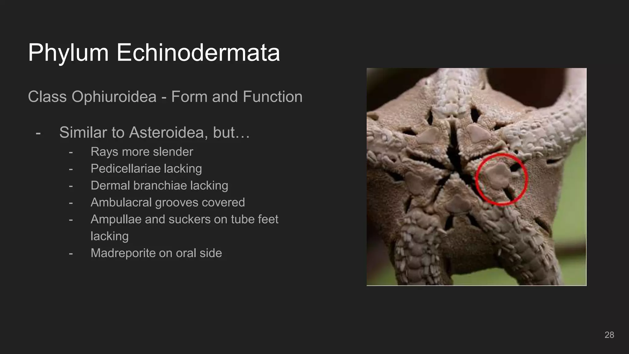 Phylum Echinodermata
Class Ophiuroidea - Form and Function
- Similar to Asteroidea, but…
- Rays more slender
- Pedicellariae lacking
- Dermal branchiae lacking
- Ambulacral grooves covered
- Ampullae and suckers on tube feet
lacking
- Madreporite on oral side
28
 
