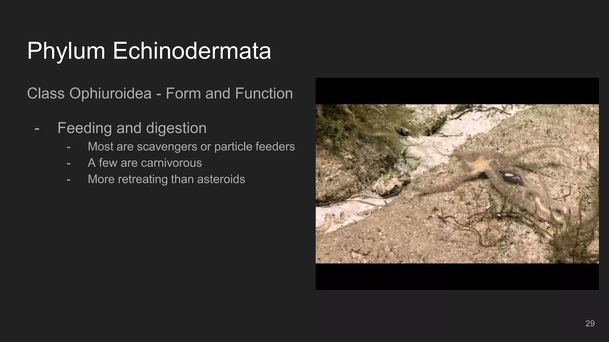Phylum Echinodermata
Class Ophiuroidea - Form and Function
- Feeding and digestion
- Most are scavengers or particle feeders
- A few are carnivorous
- More retreating than asteroids
29
 