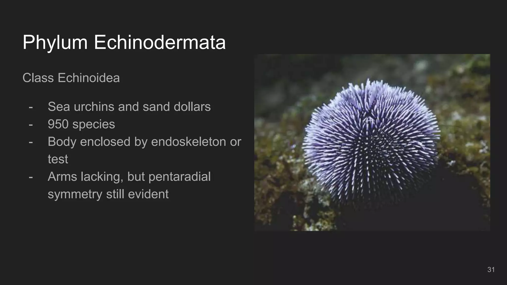 Phylum Echinodermata
Class Echinoidea
- Sea urchins and sand dollars
- 950 species
- Body enclosed by endoskeleton or
test
- Arms lacking, but pentaradial
symmetry still evident
31
 