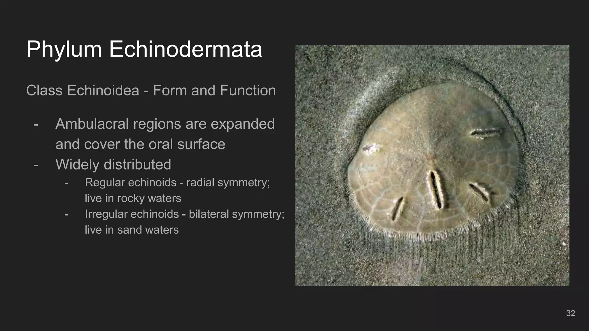 Phylum Echinodermata
Class Echinoidea - Form and Function
- Ambulacral regions are expanded
and cover the oral surface
- Widely distributed
- Regular echinoids - radial symmetry;
live in rocky waters
- Irregular echinoids - bilateral symmetry;
live in sand waters
32
 