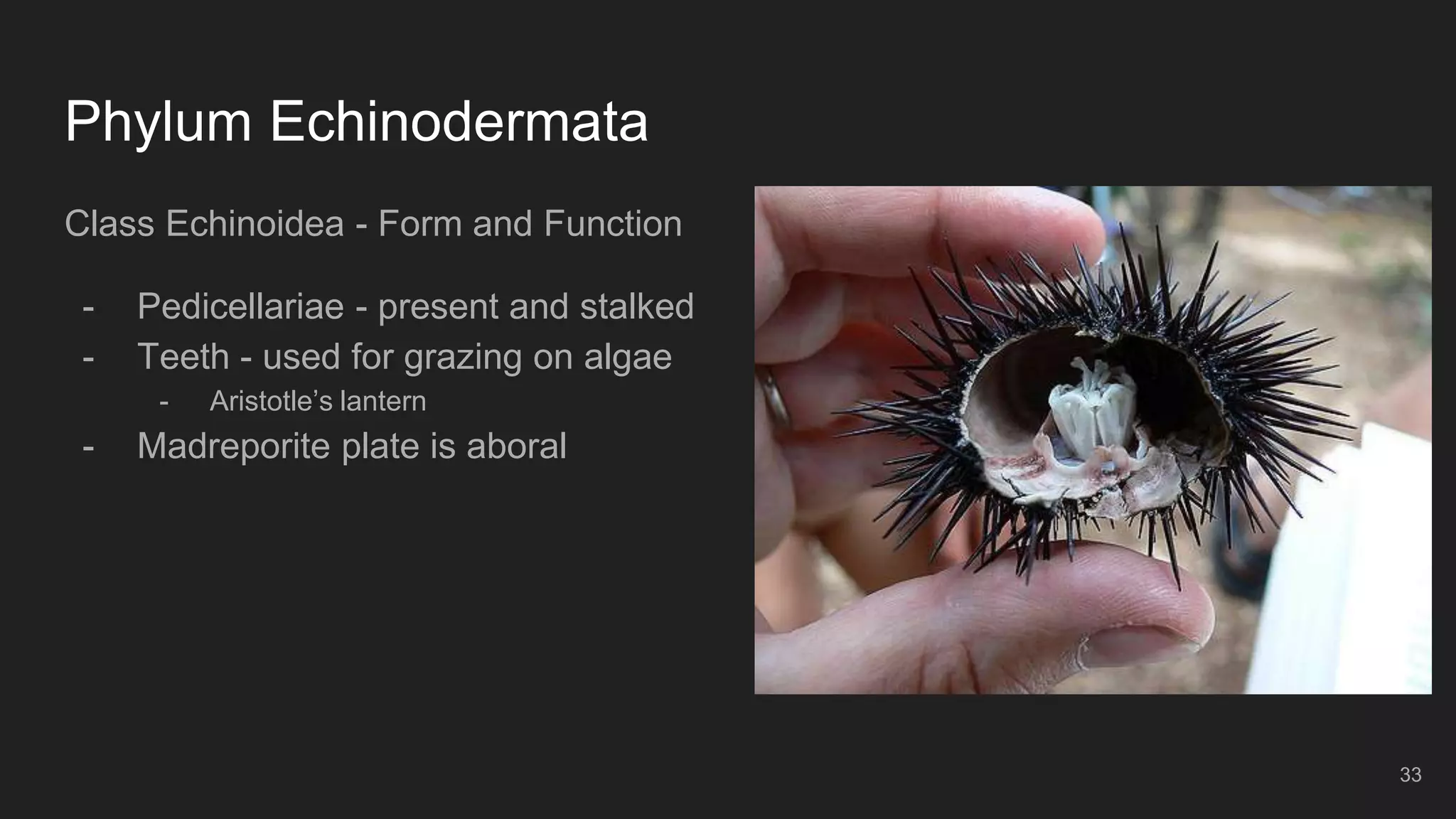 Phylum Echinodermata
Class Echinoidea - Form and Function
- Pedicellariae - present and stalked
- Teeth - used for grazing on algae
- Aristotle’s lantern
- Madreporite plate is aboral
33
 