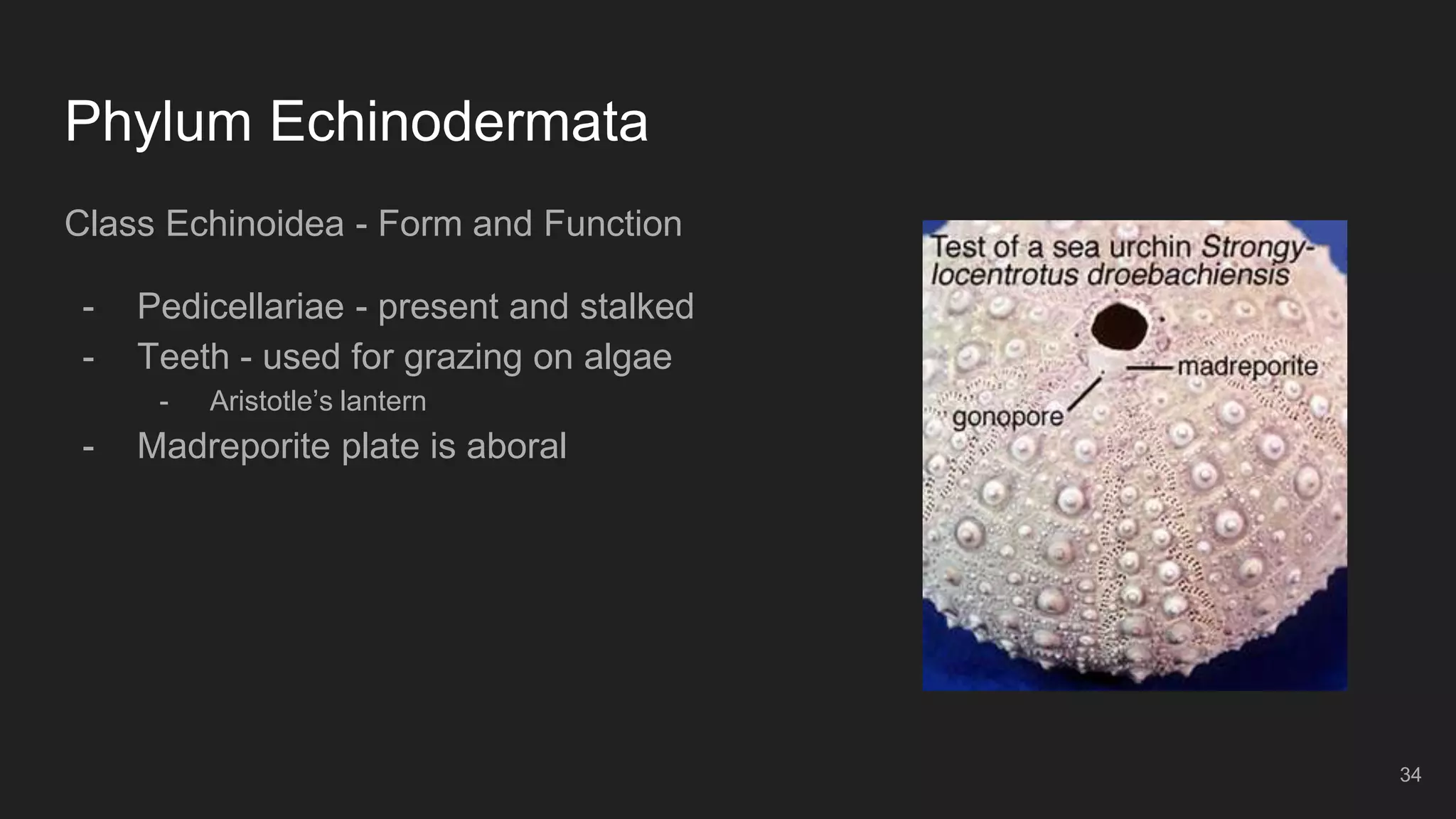 Phylum Echinodermata
Class Echinoidea - Form and Function
- Pedicellariae - present and stalked
- Teeth - used for grazing on algae
- Aristotle’s lantern
- Madreporite plate is aboral
34
 