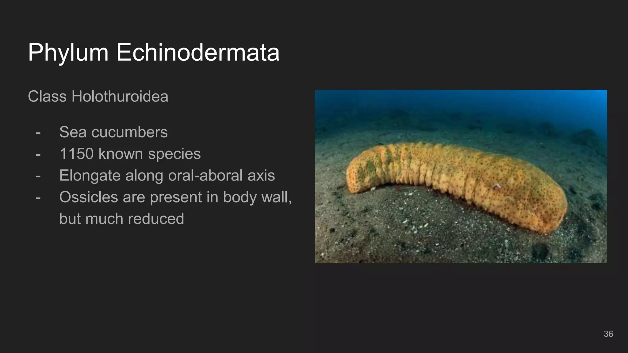 Phylum Echinodermata
Class Holothuroidea
- Sea cucumbers
- 1150 known species
- Elongate along oral-aboral axis
- Ossicles are present in body wall,
but much reduced
36
 