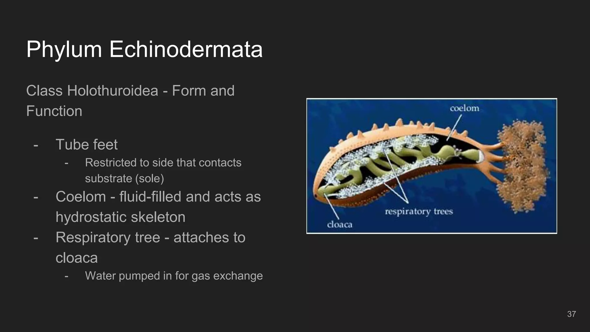 Phylum Echinodermata
Class Holothuroidea - Form and
Function
- Tube feet
- Restricted to side that contacts
substrate (sole)
- Coelom - fluid-filled and acts as
hydrostatic skeleton
- Respiratory tree - attaches to
cloaca
- Water pumped in for gas exchange
37
 